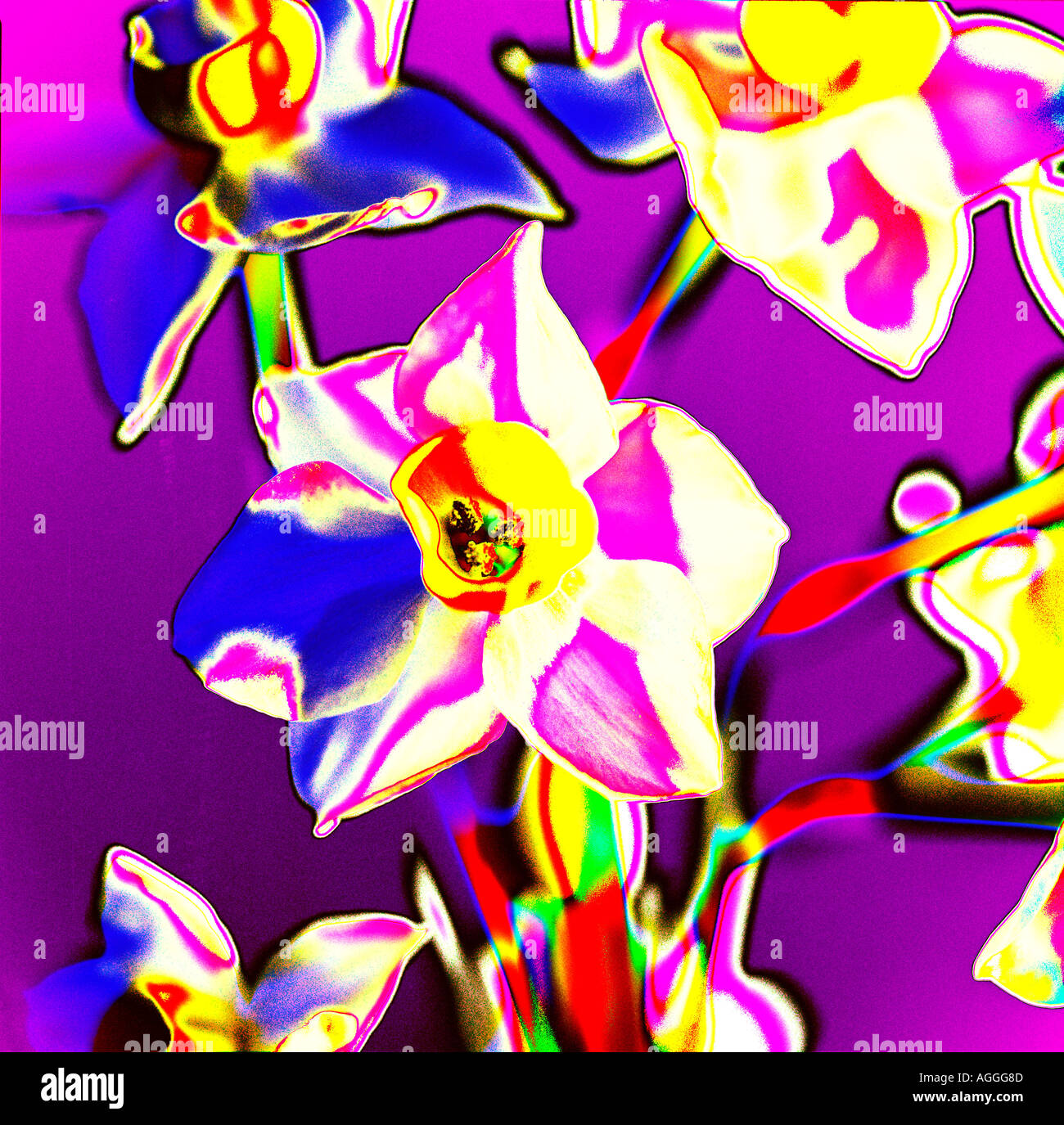 Psychedelische Narcissus Stockfoto