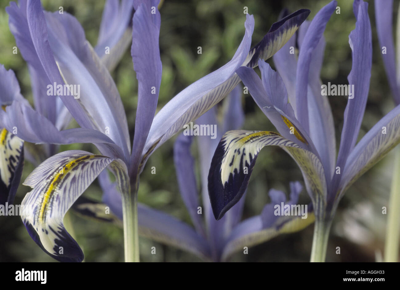 Iris Reticulata "Marquerite". Stockfoto