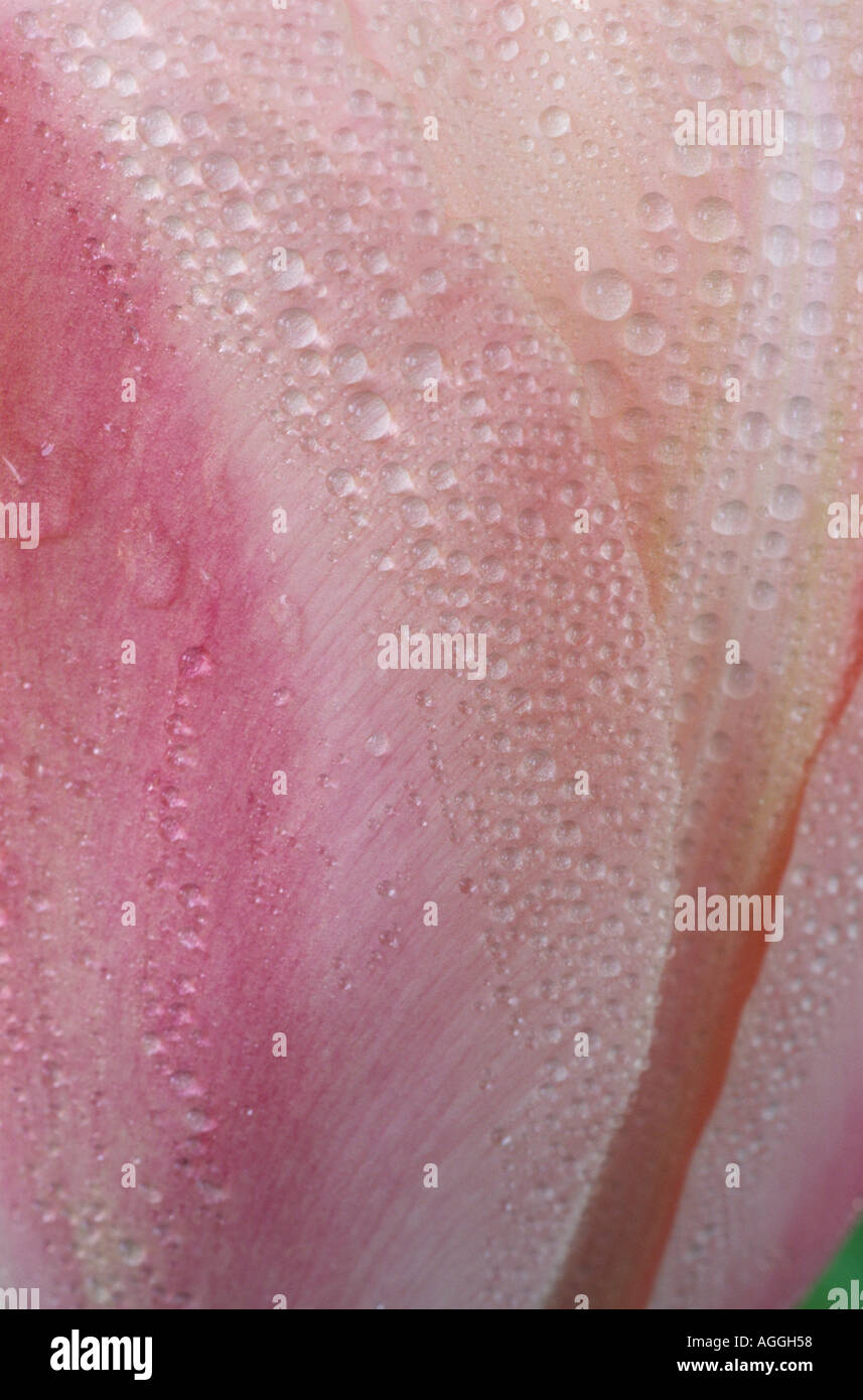 Tulipa "Douglas Bader". Einzelne späte Tulpe. Stockfoto