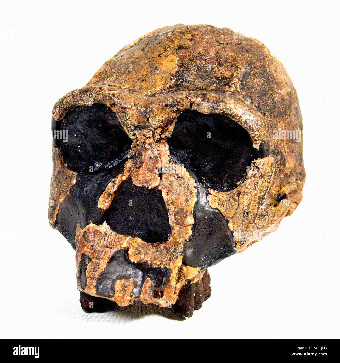 Schädel eines prähistorischen Primaten (Homo Erectus) Stockfoto