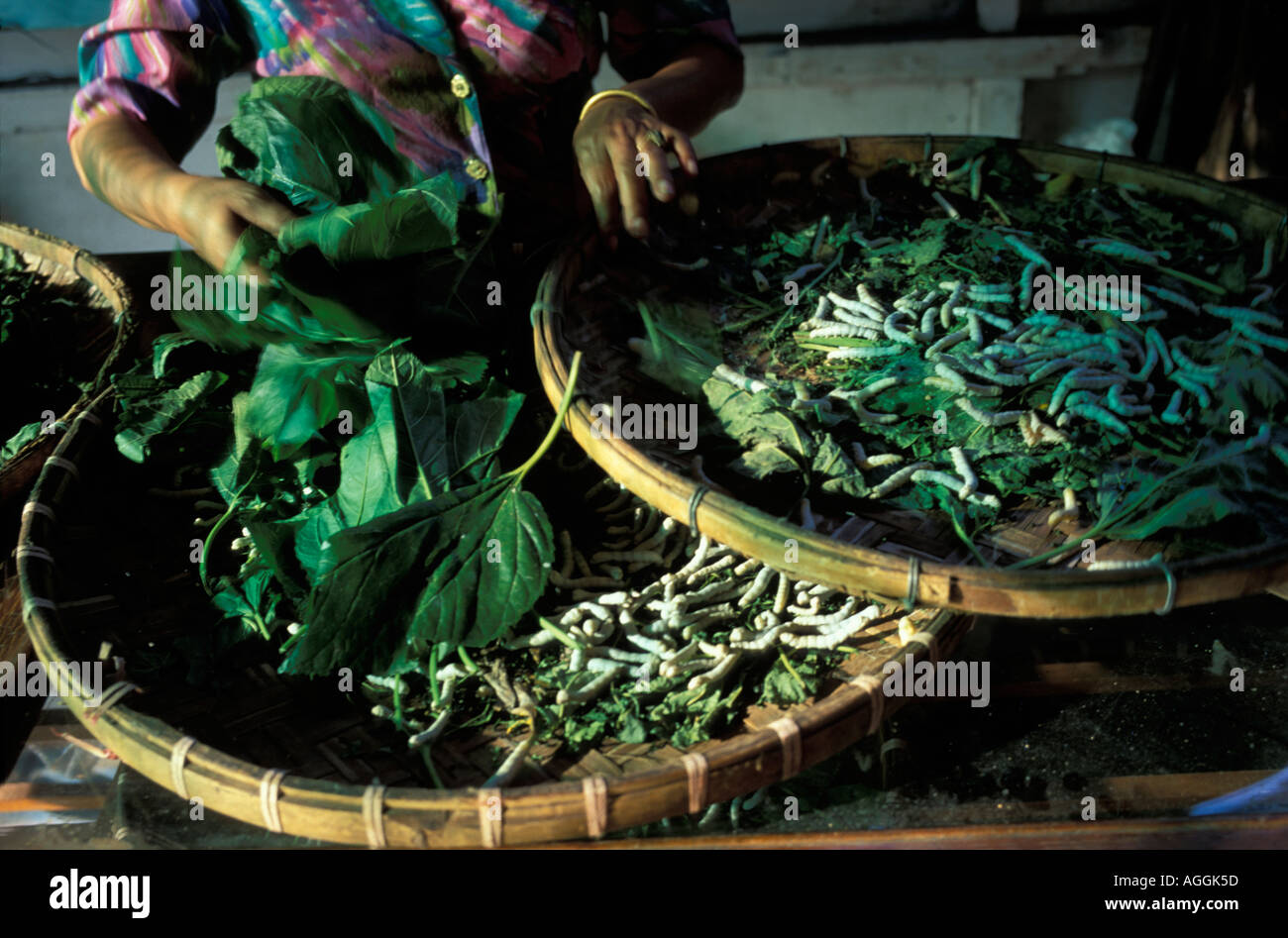 Thailand Bo Sang Detail von Seidenraupen ernähren sich von Mulberry Blätter im touristischen Markt in der Nähe von Chiang Mai Thai Seide shop Stockfoto