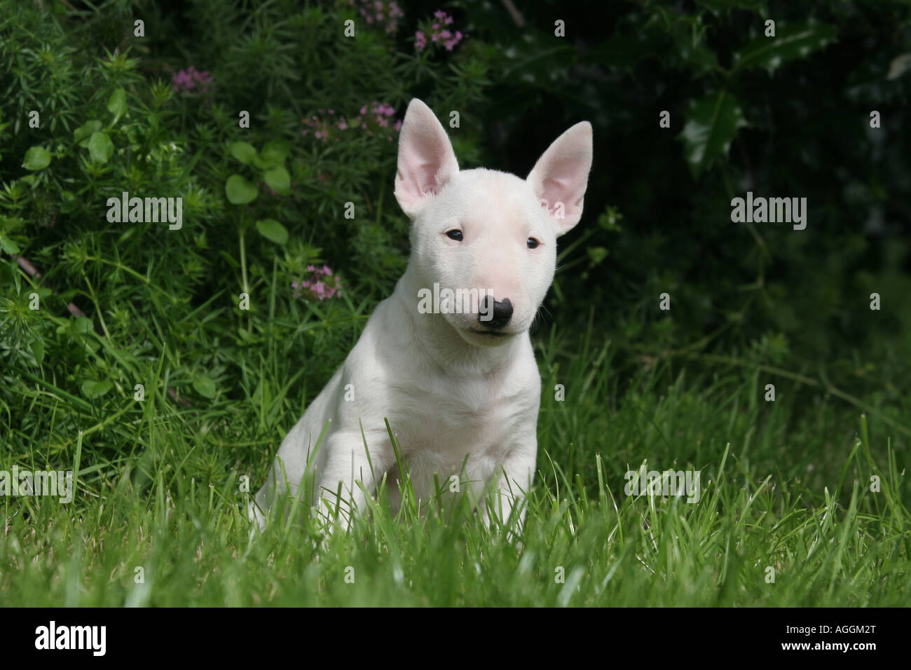 Englischer Bullterrier Miniatur Welpen Hund Stockfotografie Alamy