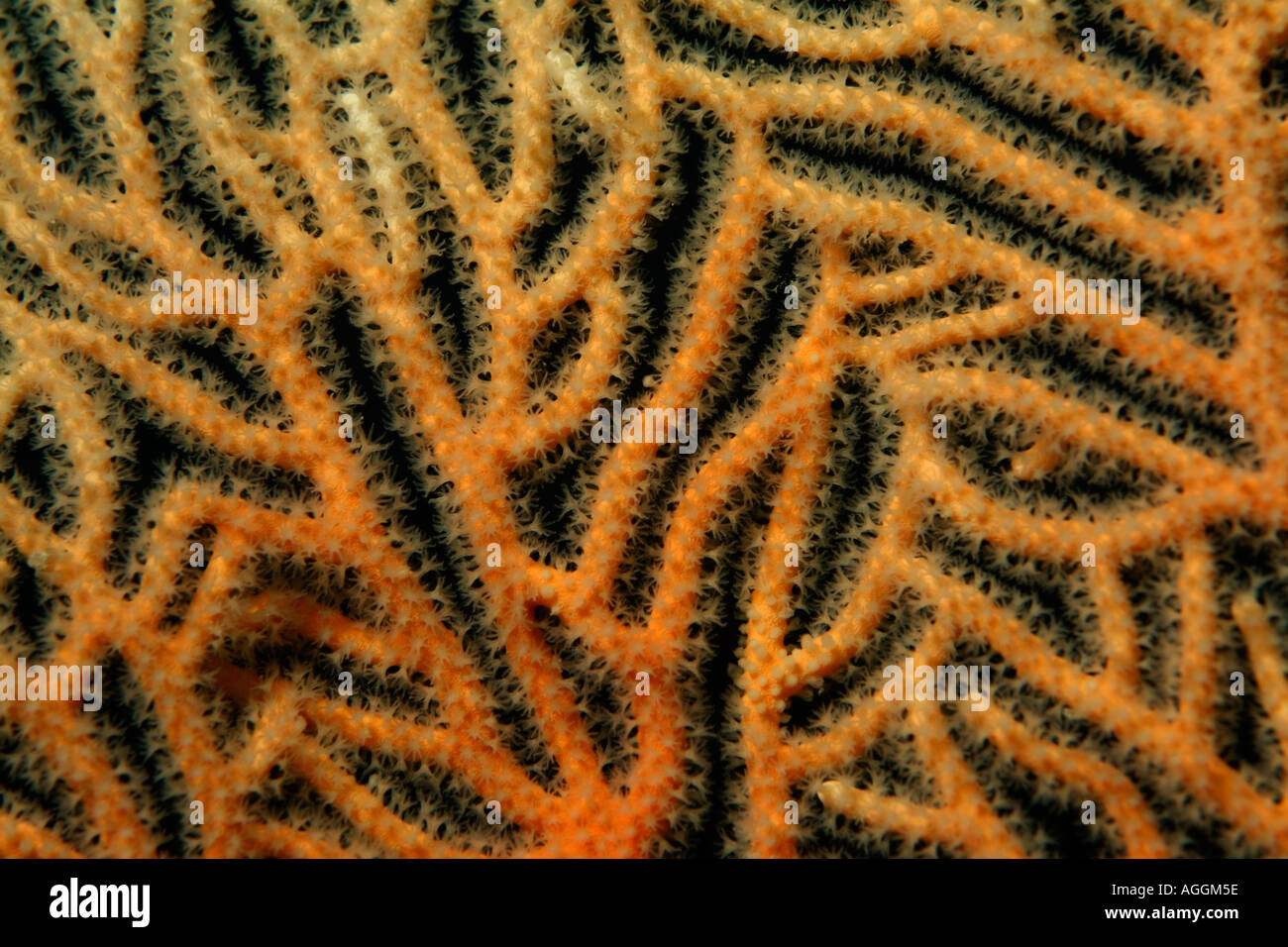 Glatte Gorgonien Korallen - Annella mollis Stockfoto