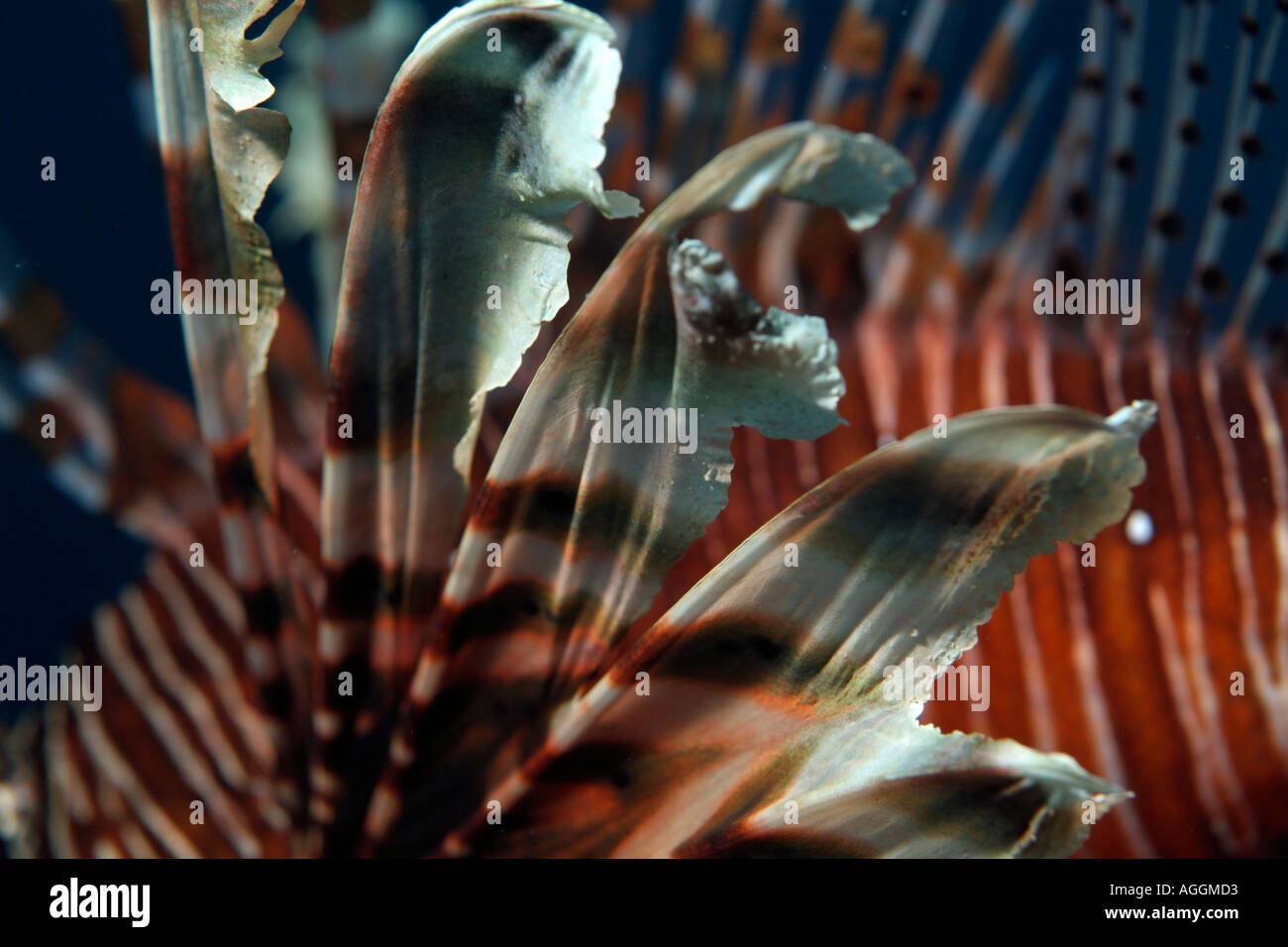 Malediven Baa Atoll Dahofanu gefiederten Flossen von einem gemeinsamen Rotfeuerfisch Pterois Volitans Stockfoto