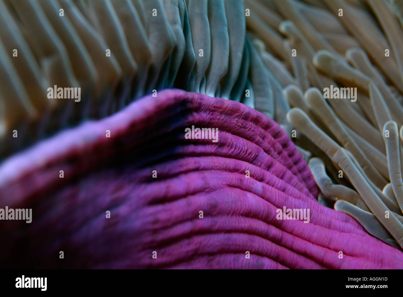 Eine herrliche Seeanemone Heteractis magnifica Stockfoto