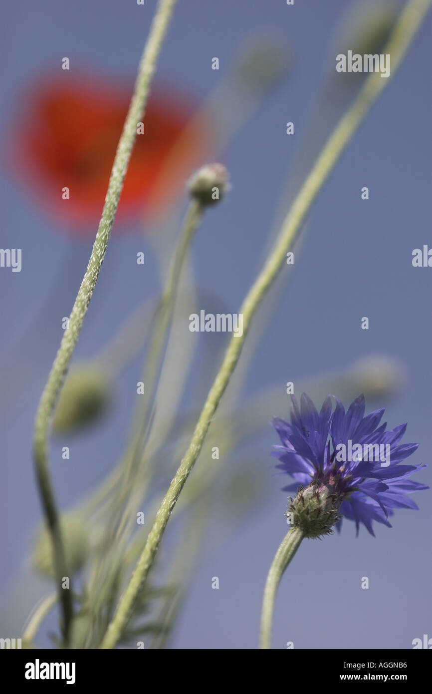 Schaltfläche "Bachelor's", Zusammenarbeit, Kornblume (Centaurea Cyanus), mit gemeinsamen Mohn, im Hintergrund, Deutschland, Sachsen, Vogtland Stockfoto