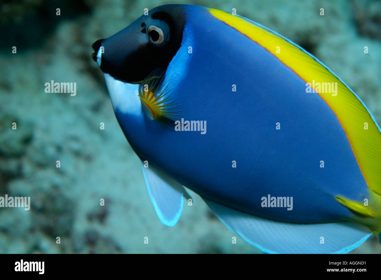 Powderblue Doktorfisch - Acanthurus Leucosternon Stockfoto