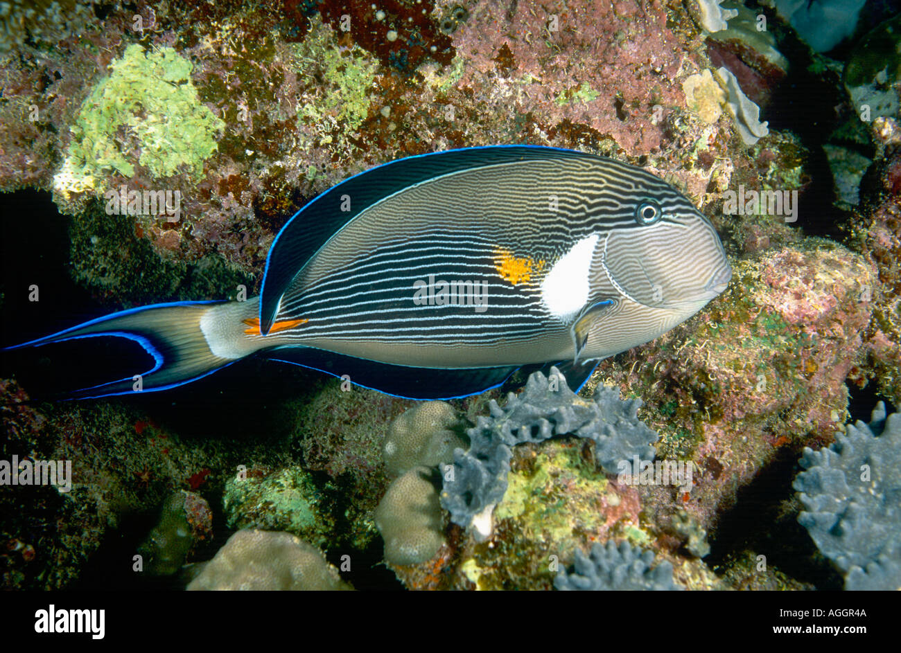 Rotes Meer-Doktorfisch, roten Meer Clown Chirurg, Doktoren Doktorfisch (Acanthurus Doktoren) vor Riff, Nacht, Ägypten, Rotes Meer, Mar Stockfoto