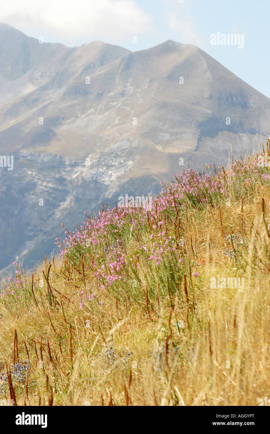 Gräser am Berghang im Nationalpark der Monti Sibillini, Le Marche Italien weht Stockfoto
