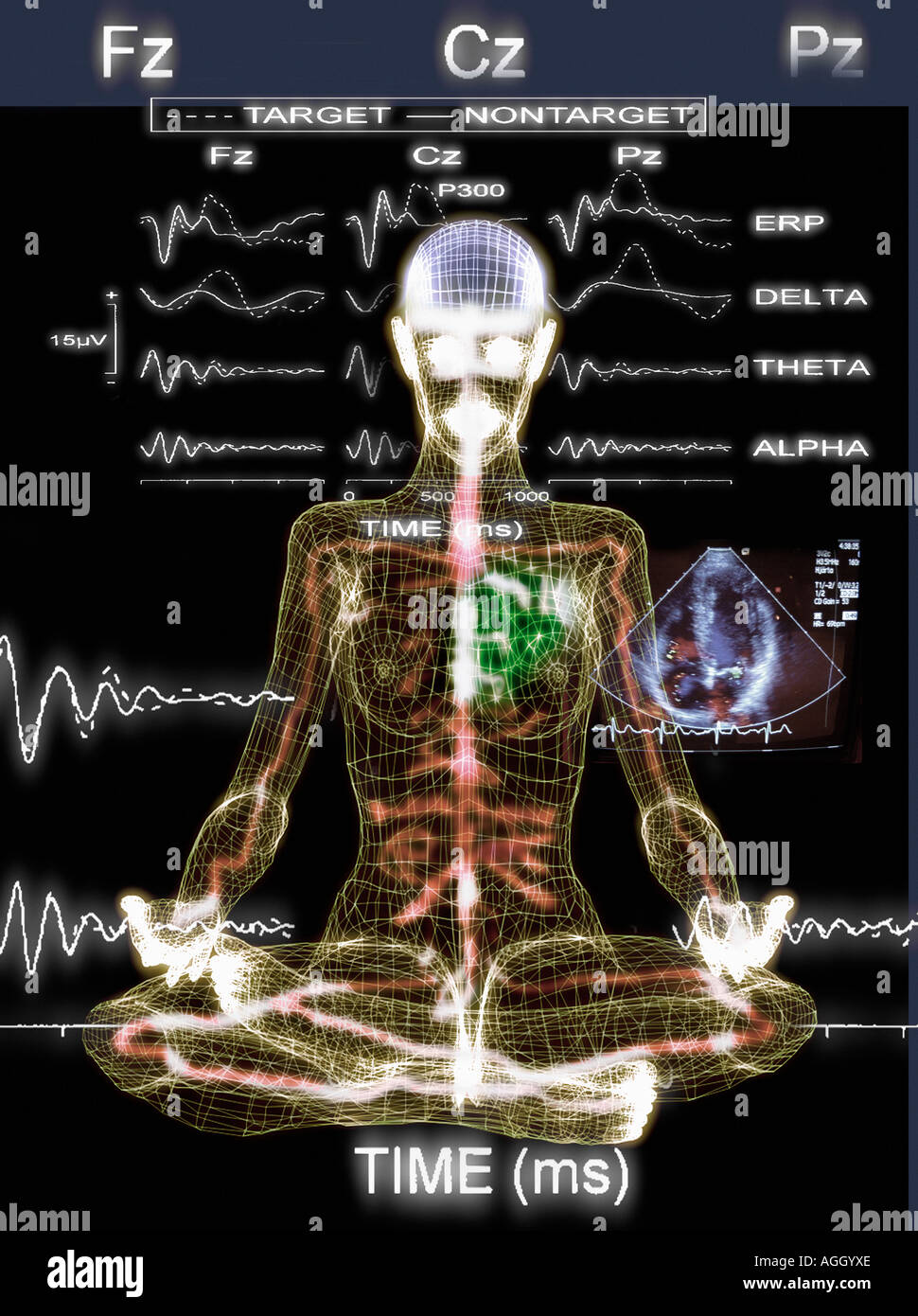 physiologischen Eigenschaften des menschlichen Körpers Stockfoto