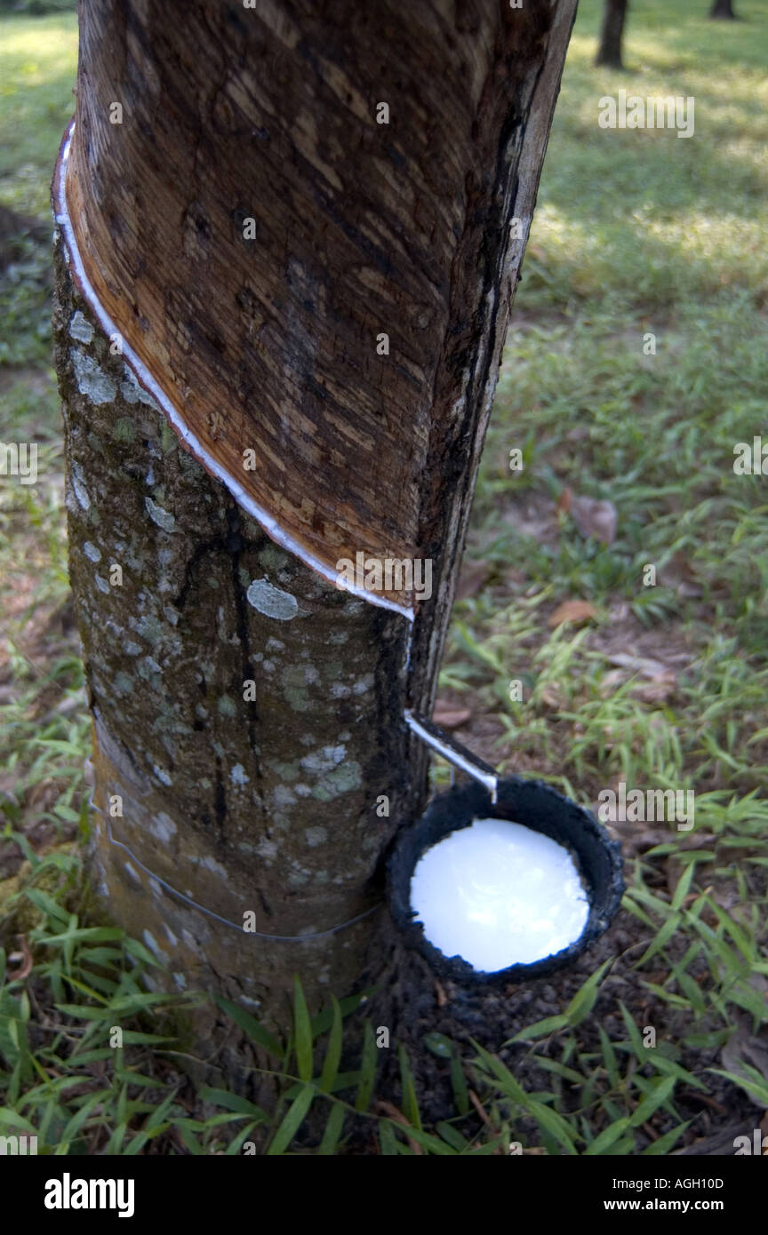 Kautschuk Plantage und latex gummi Baum Garten. Gewinnung von  Naturkautschuk ist reichlich in Sd Thailand. In Kokosnuss Schale gesammelt  Stockfotografie - Alamy