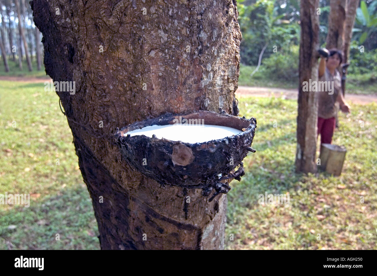 Gummibaum Gummi tippen und Thailndische Arbeiter sammeln Gummibaum sap in  einem sdlichen Thailand Gummibaum Plantage Stockfotografie - Alamy