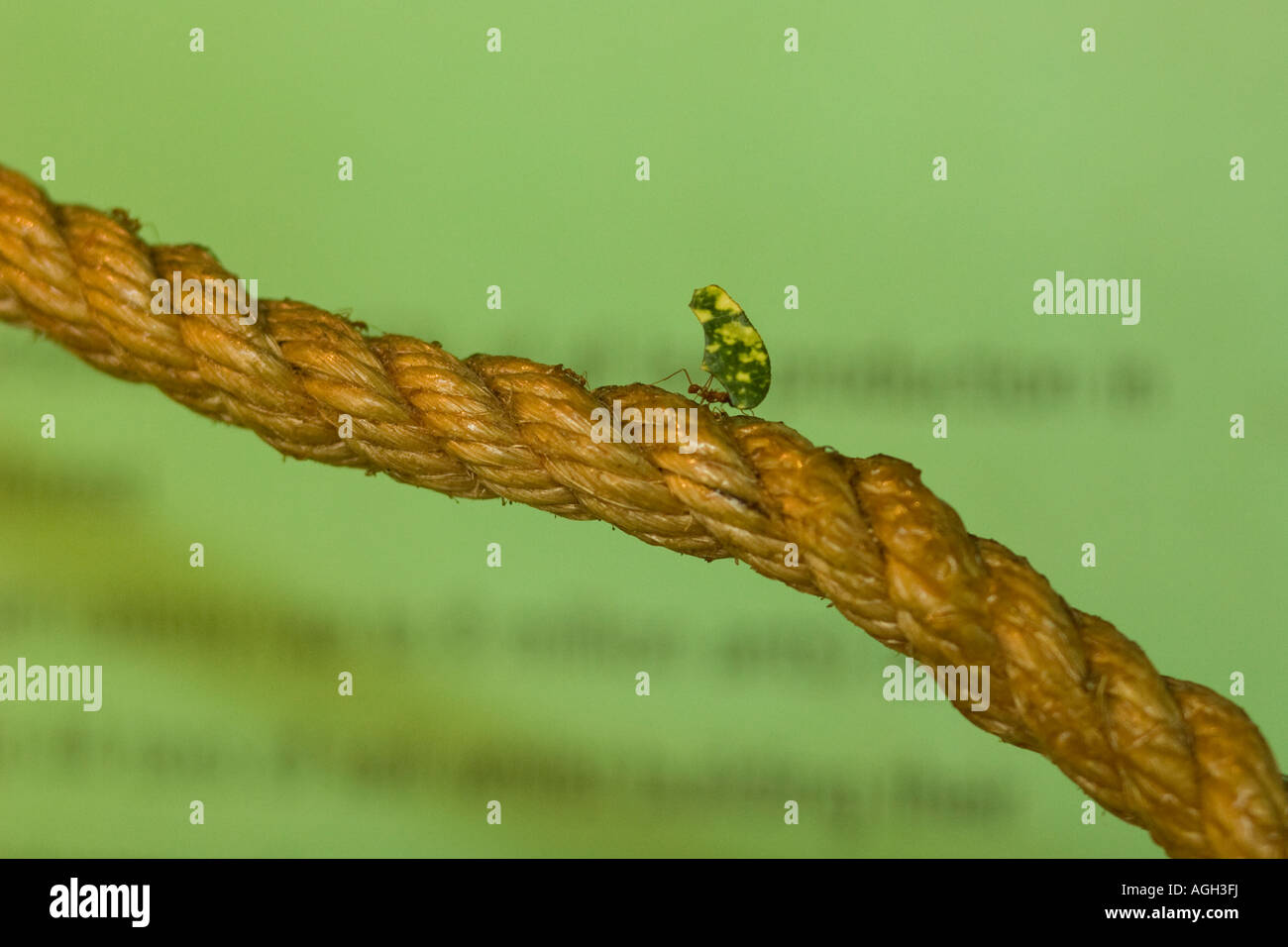 Ameise trägt ein Blatt Stockfoto