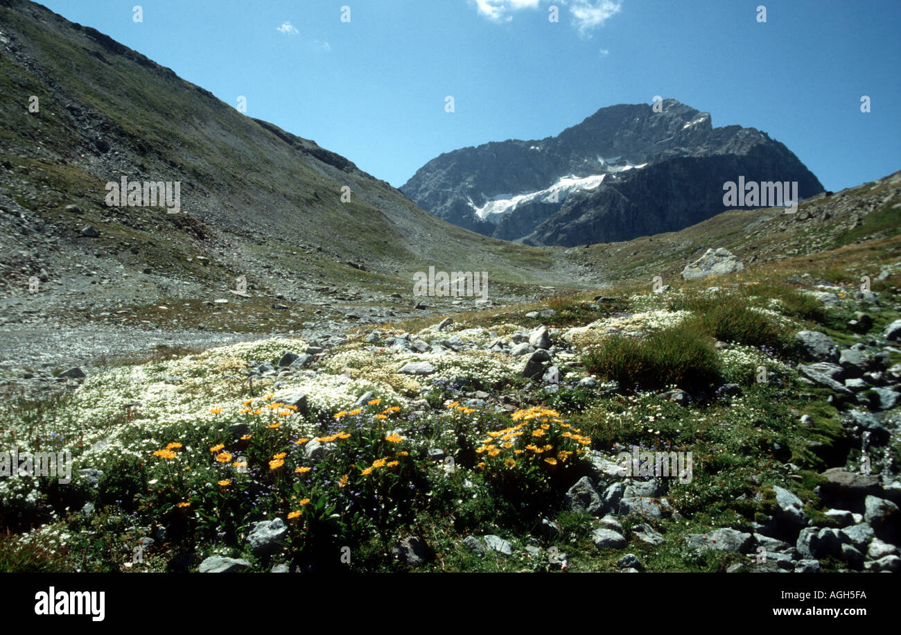 Wandern auf den Piz Neir vor der Ansicht, die Julier mit Summerflowers im Vordergrund Stockfoto