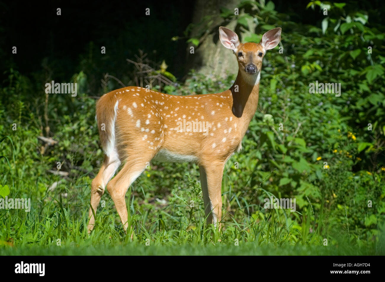 Whitetail deer Stockfoto