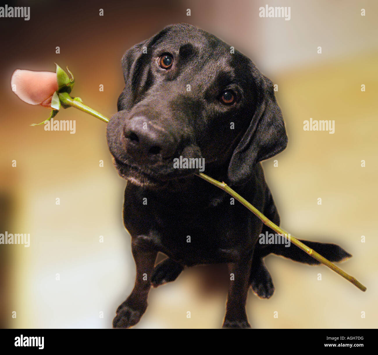 Ein schwarzer Labrador Retriever Hund hält eine rote rose im Mund mit seinem Kopf zu einer Seite gespannt. Stockfoto