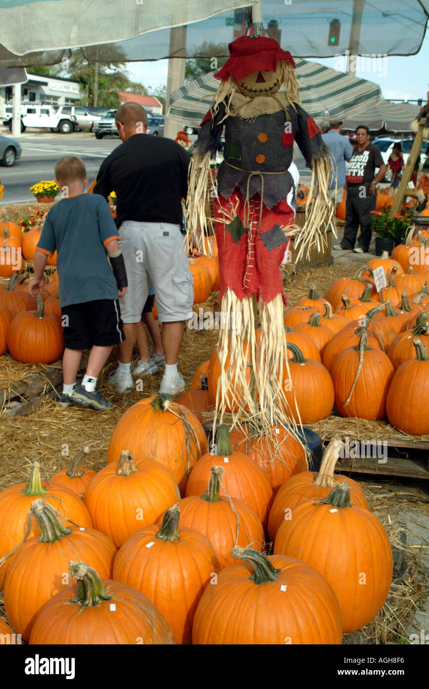 Kürbisse auf Verkauf Clermont fl USA Florida Markt stall Stockfoto
