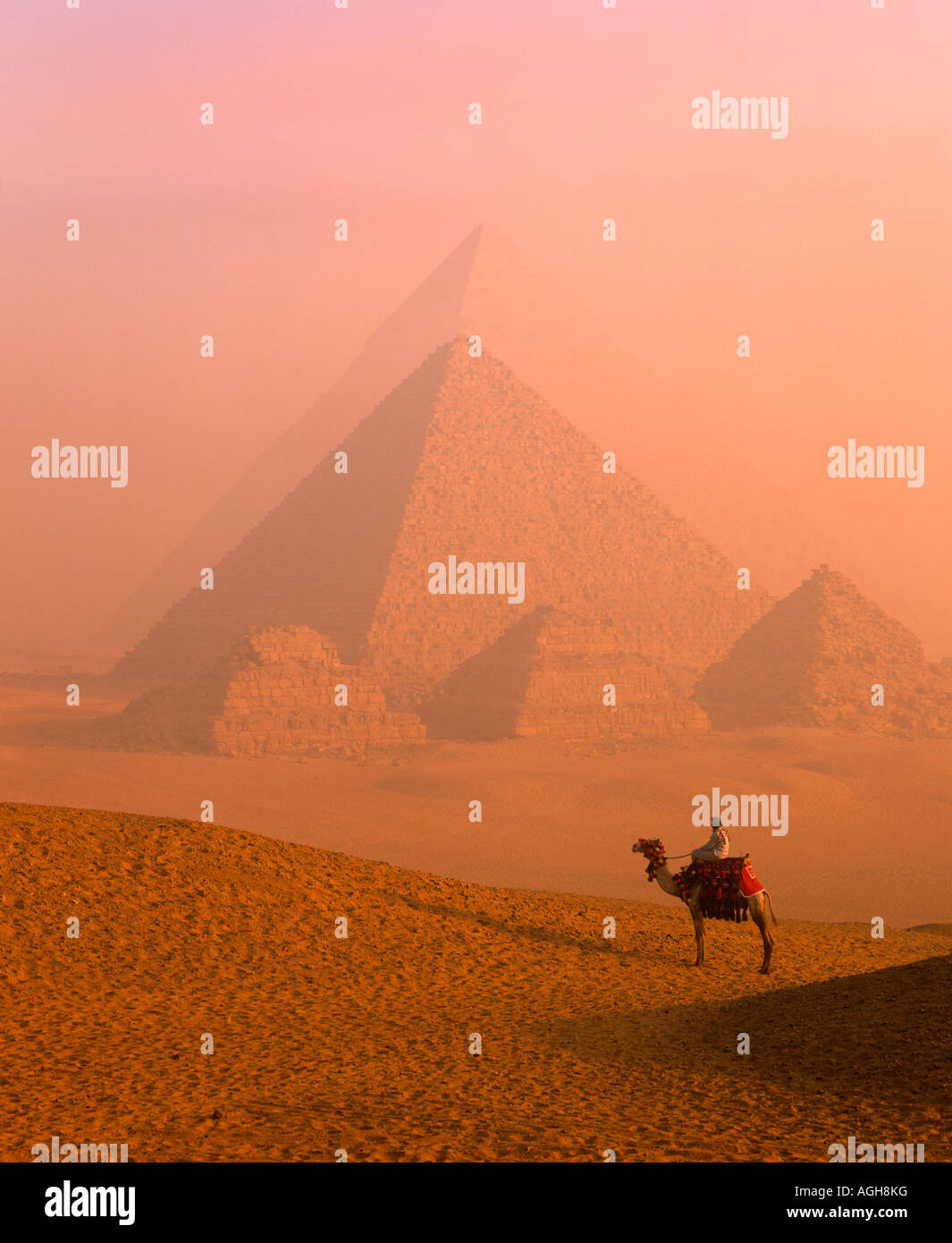 Kamele bei den Pyramiden, Gizeh, Ägypten Stockfoto
