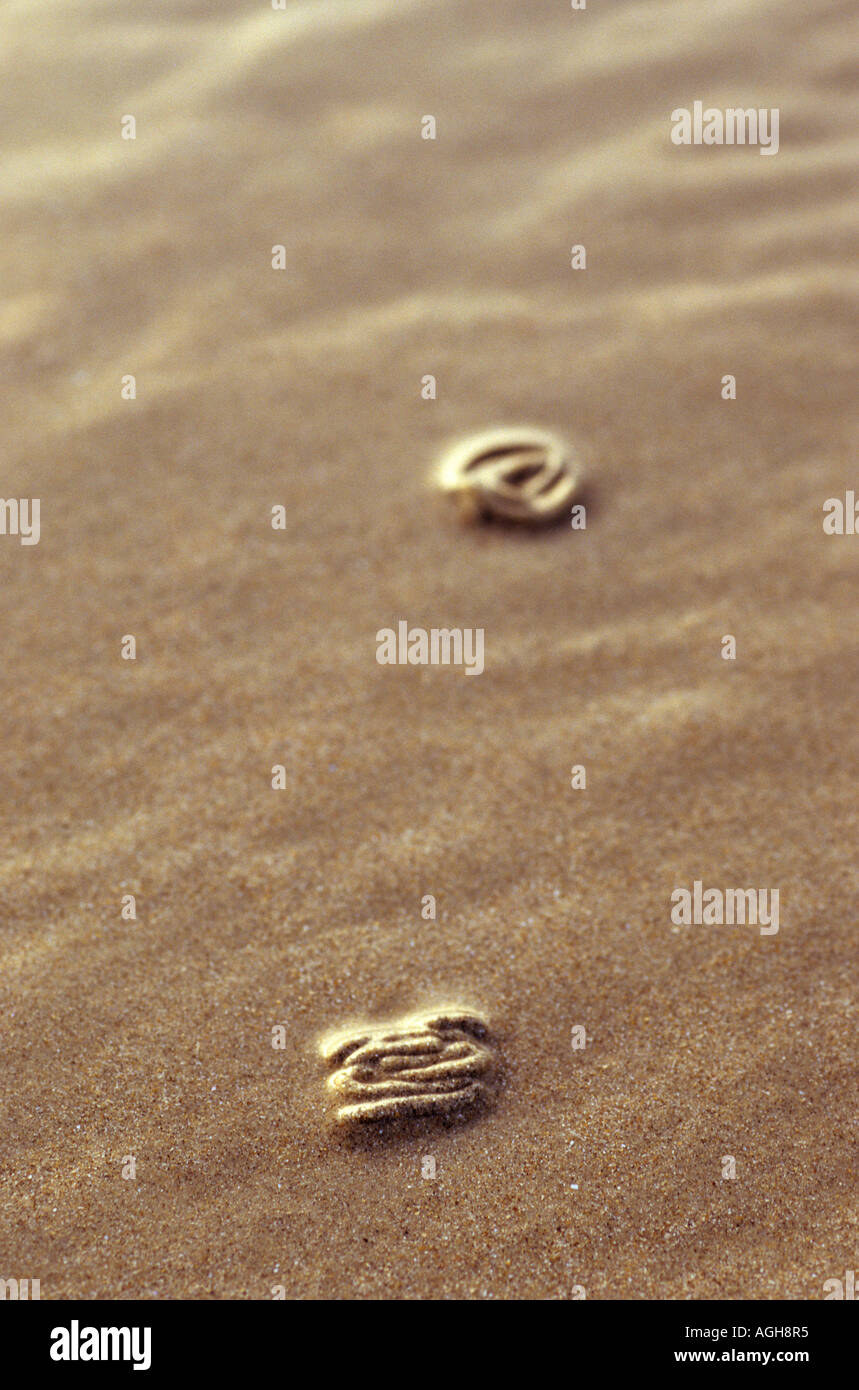 Ausgeschiedenen Kaution aus einem Sandwurm Stockfoto