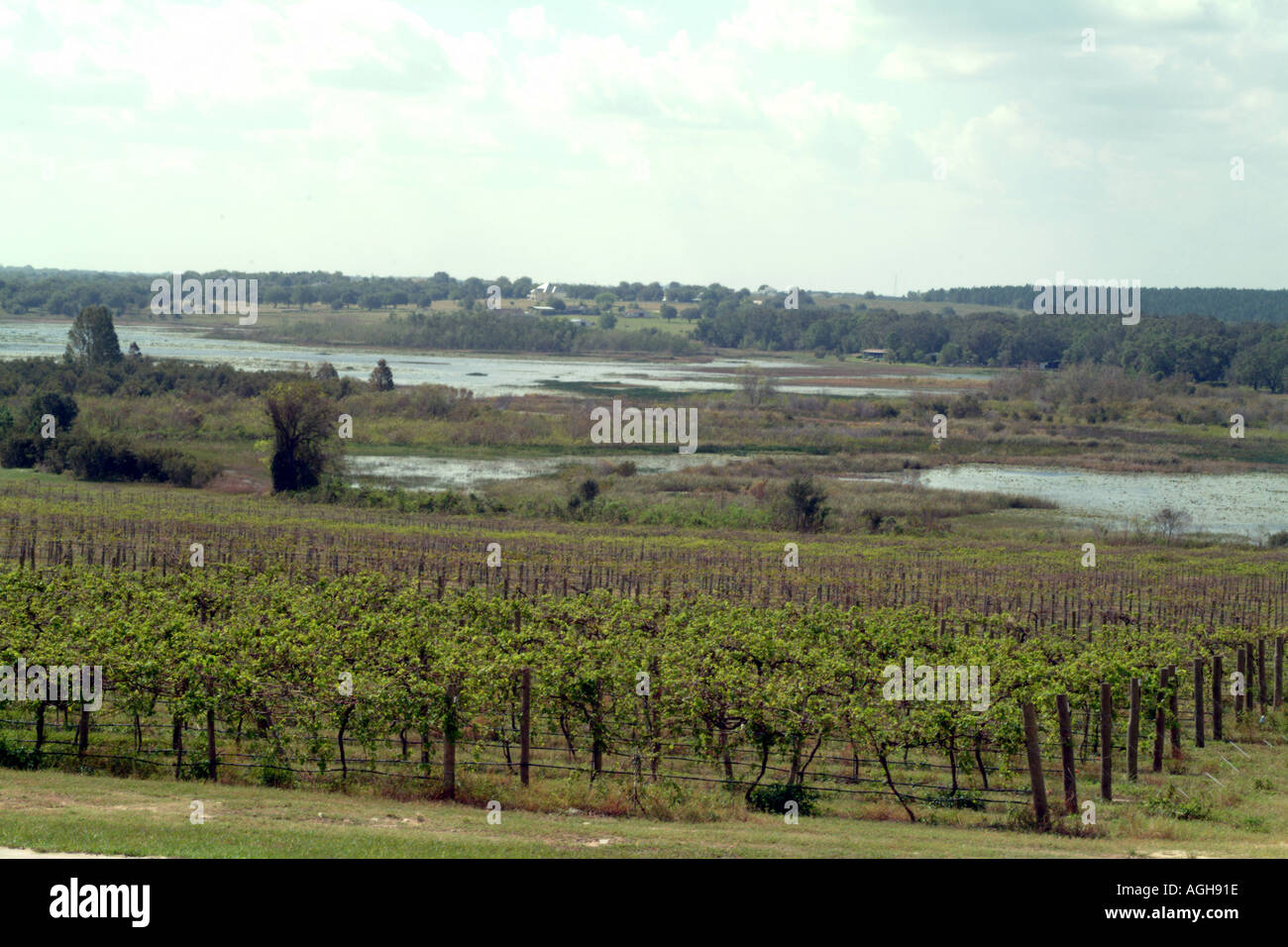 Lakeridge Winery und Weinberge in Clermont in der Nähe von Orlando Florida fl USA Stockfoto