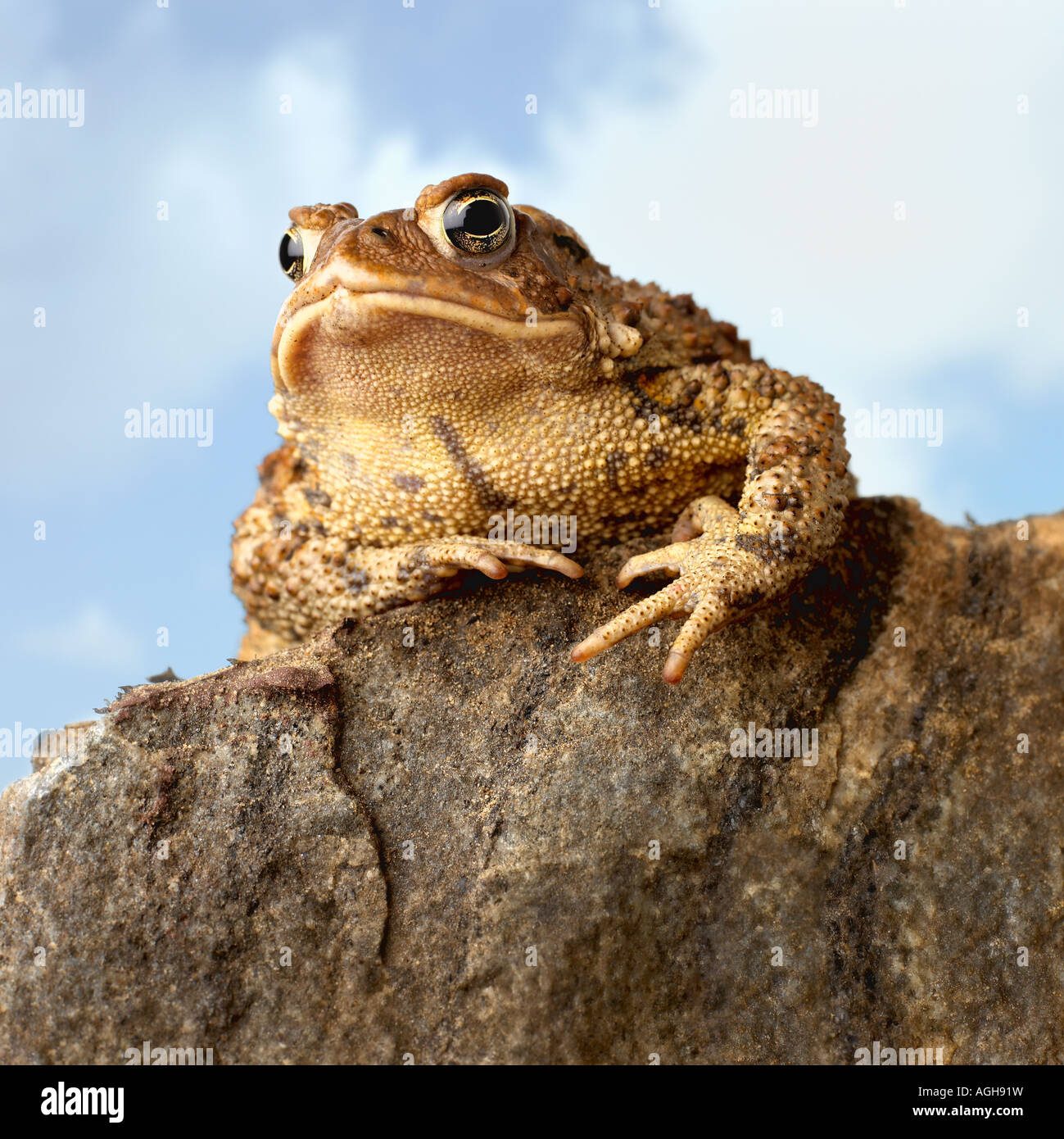 Schließen Sie herauf Bild der Frosch auf dem Felsen gegen blauen Himmel Stockfoto