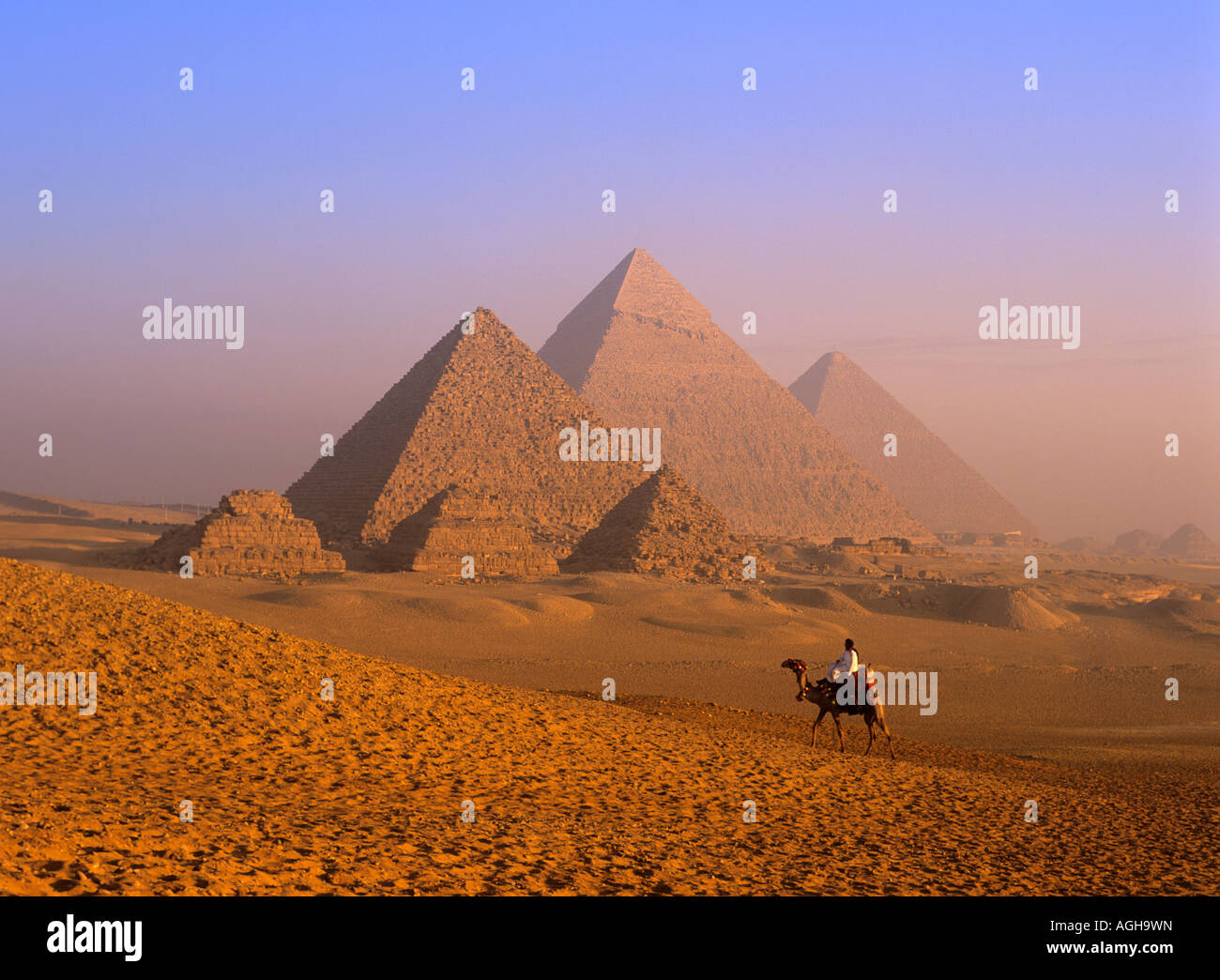 Kamele bei den Pyramiden, Gizeh, Ägypten Stockfoto