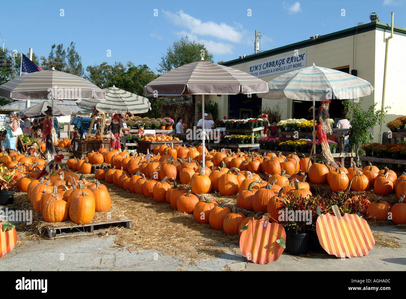 Kürbisse auf Verkauf Clermont Florida fl USA Stockfoto
