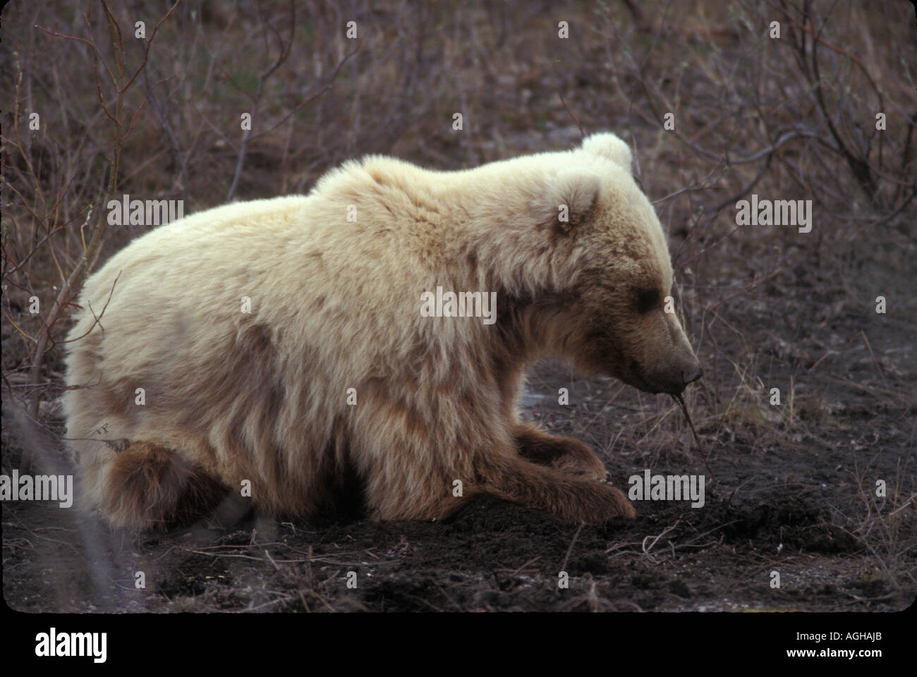 USA Alaska Denali National Park Park Road Toklat Grizzly ziehen Wurzel von Toklat Flussbett Stockfoto