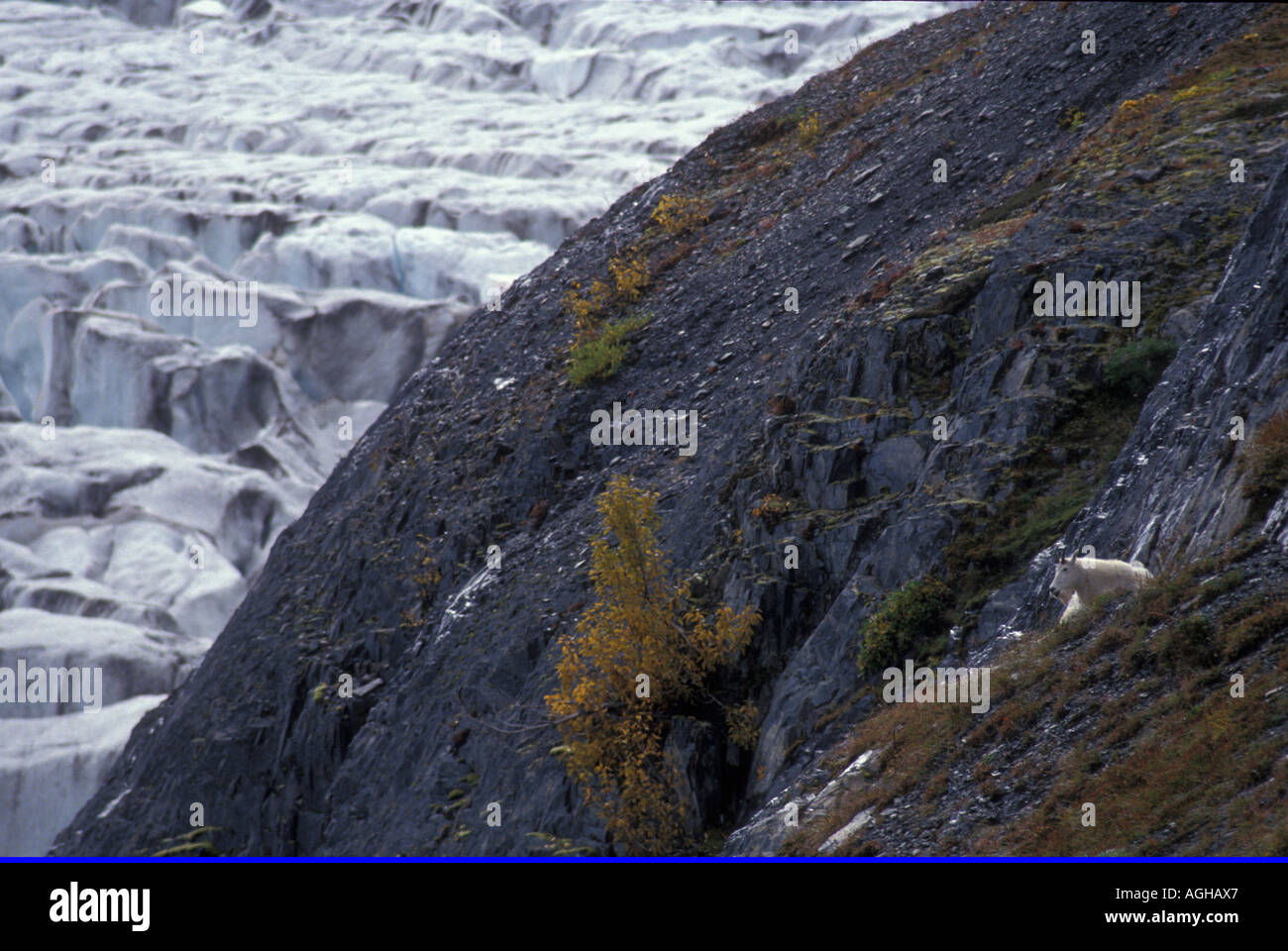 USA Alaska Kenai-Halbinsel Seward Seward Highway Exit-Gletscher und Bergziegen Harding Icefields Trail Stockfoto