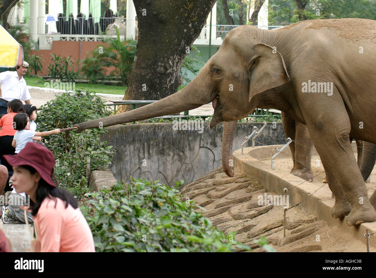 Junges Mädchen Fütterung der Elefanten im Zoo von Thao Cam Vien. Ho-Chi-Minh-Stadt, Vietnam Stockfoto