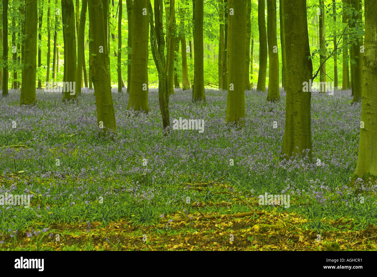 Wälder mit Blauzungenmöbeln/Wildblumen mit aufrecht stehenden Bäumen und frischen kühlen grünen Blättern und Laub Stockfoto