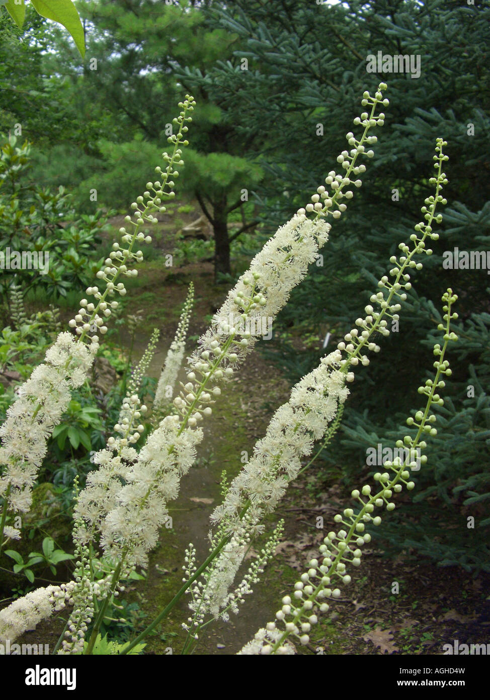 Schwarze schlangenwurzel -Fotos und -Bildmaterial in hoher Auflösung – Alamy