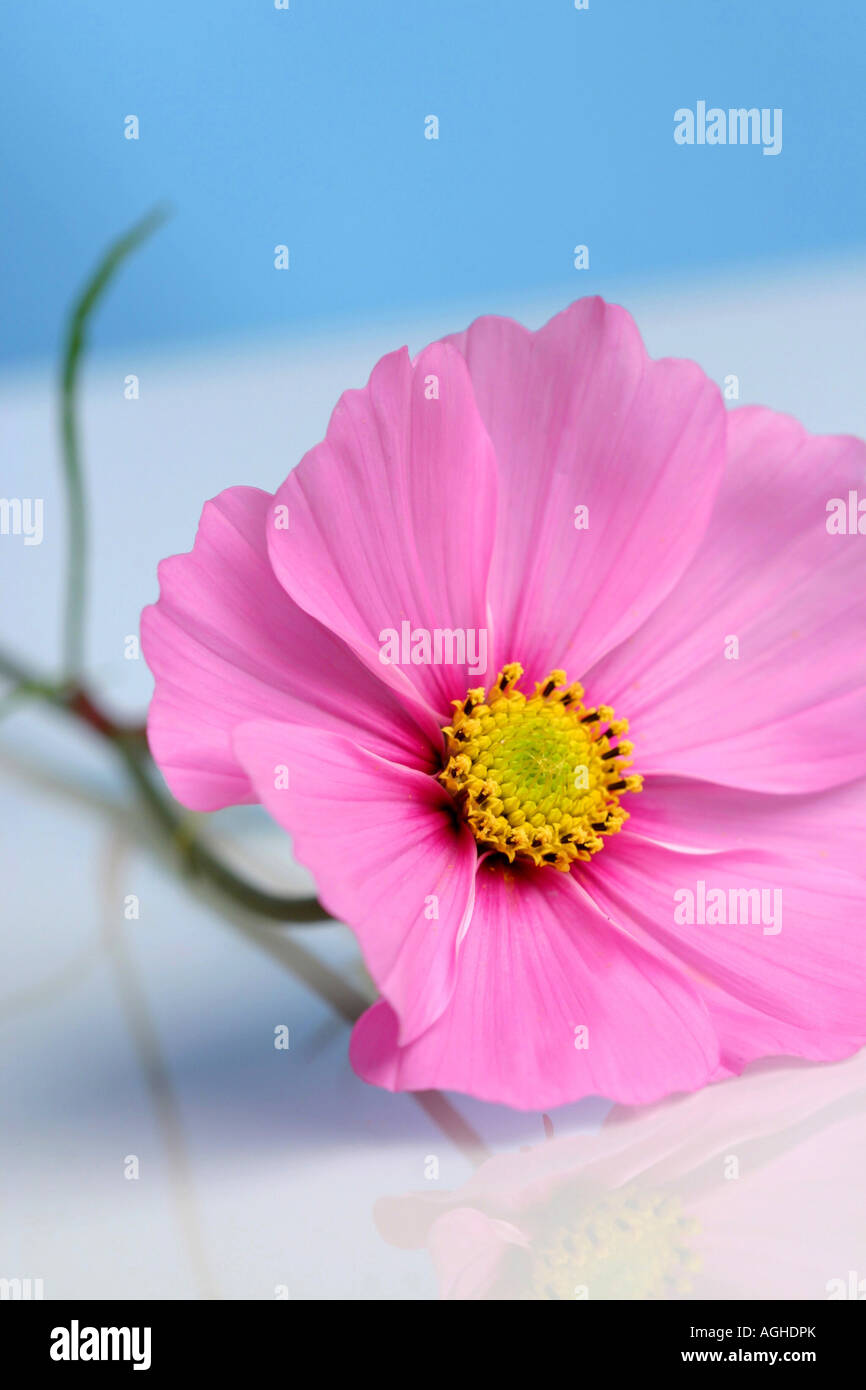 Garten Kosmos, mexikanische Aster (Cosmos Bipinnatus), Blütenstand auf einem Tisch liegend Stockfoto