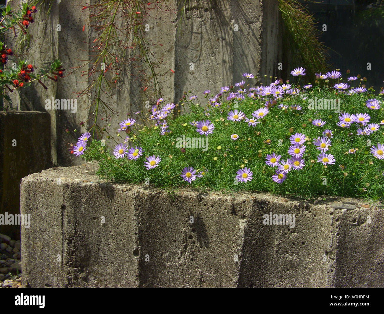 Swan River Daisy, schneiden Blatt Gänseblümchen (Brachyscome Multifida, Brachycome Multifida), in einem Behälter aus Beton Stockfoto