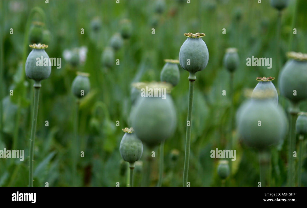 mohnsamen-Köpfe Stockfoto