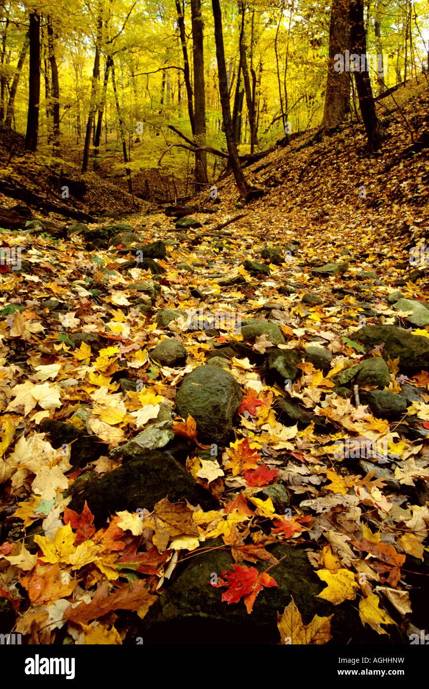 Fallen Sie farbige Blätter füllen eine trockene Bachbett in Matthiessen State Park, USA, Wisconsin, Door County Stockfoto