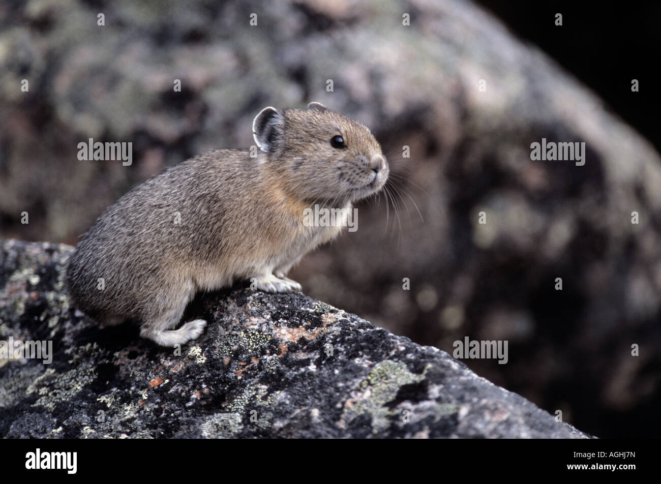 Maus Hase Stockfotos und -bilder Kaufen - Alamy