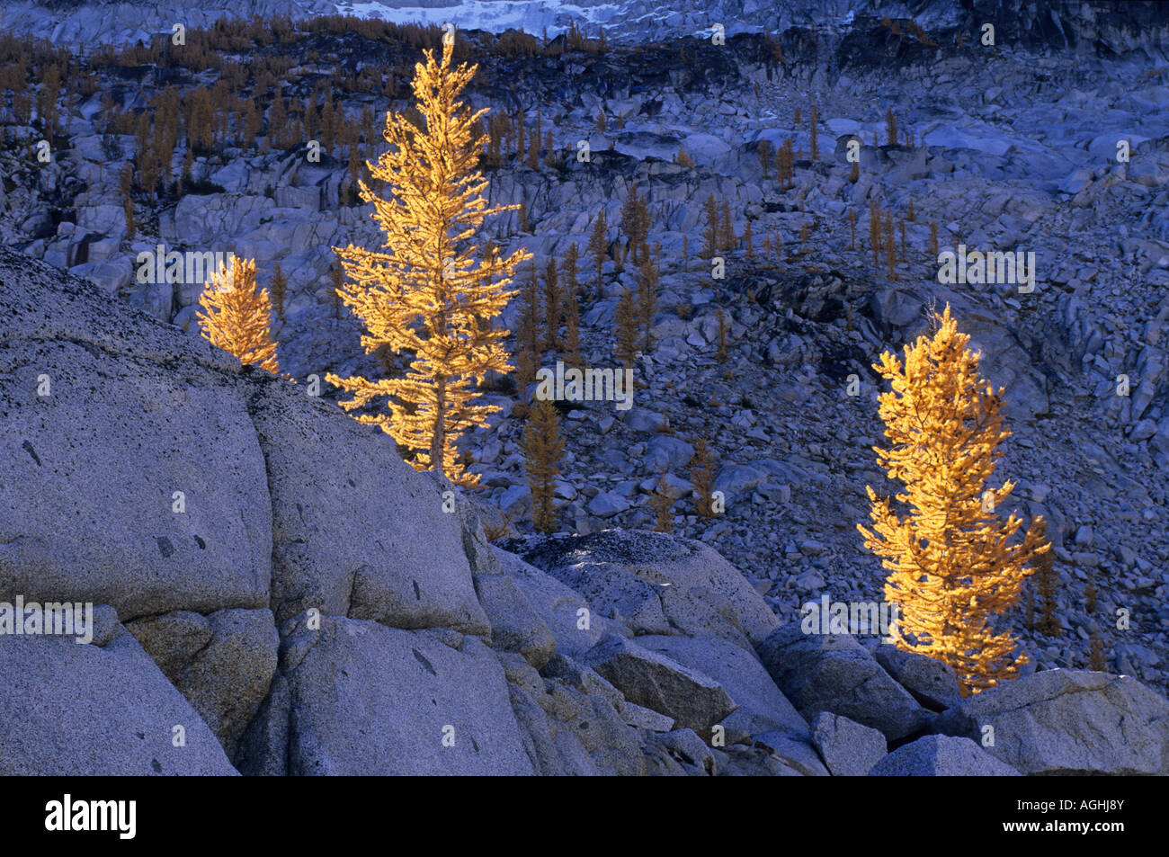 Lärchen im Herbst Alpine Seen Wildnis North Cascade Mountains Washington State USA Stockfoto