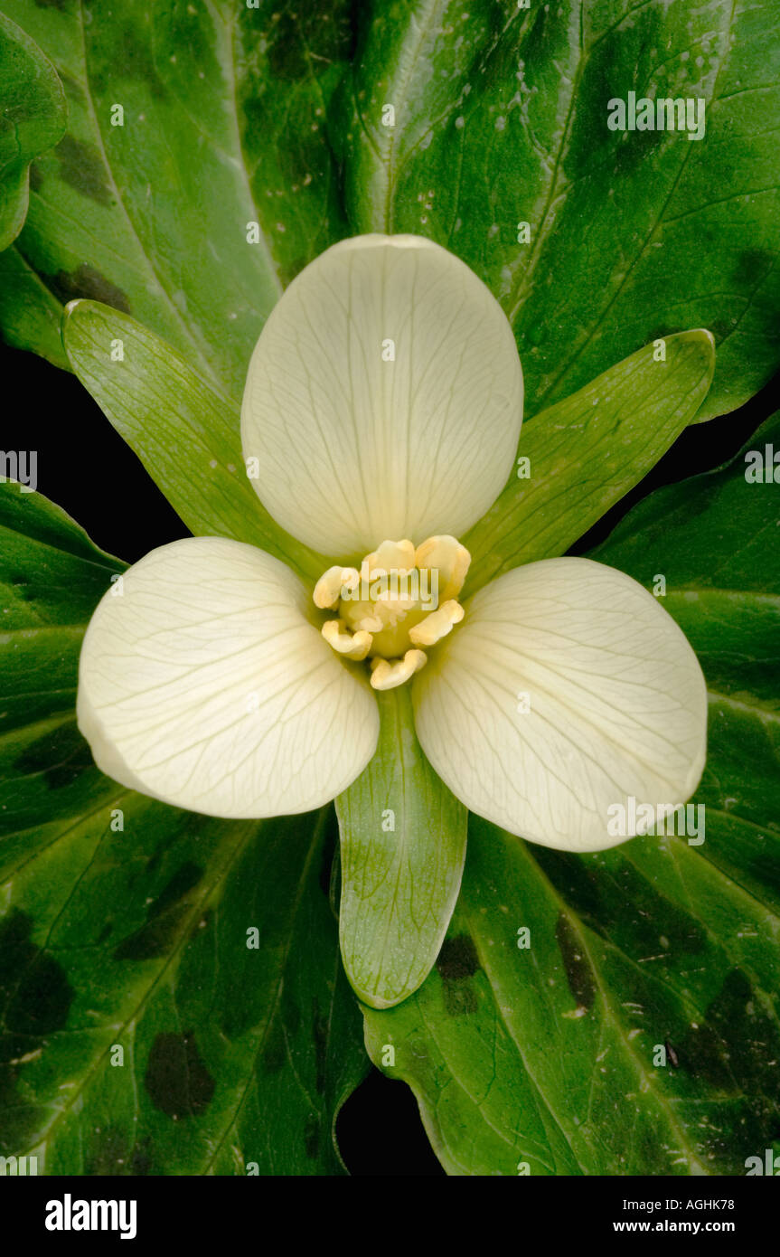 Blume (Trillium Ovatum) Siskiyou Mountains OREGON USA Stockfoto