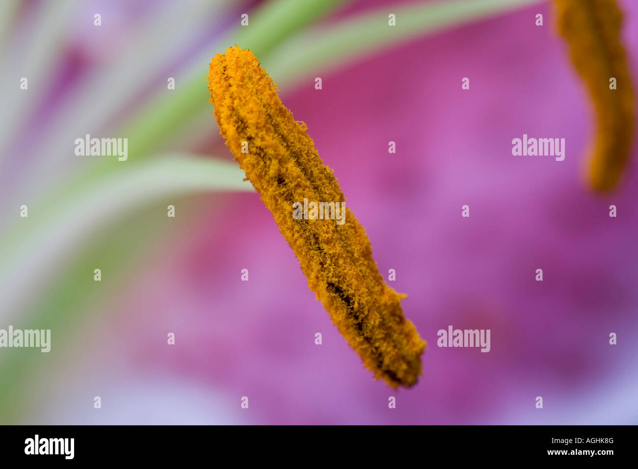 Eine Lilie Stamen aus nächster Nähe Stockfoto