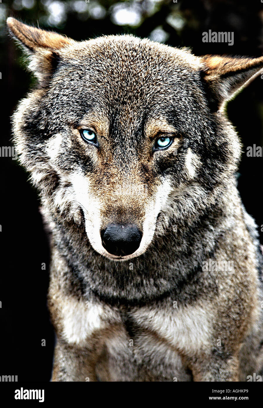 Gazing Wolf, Alfa männlich, Leiter der Wolfsrudel, Kolmården Schweden Stockfoto