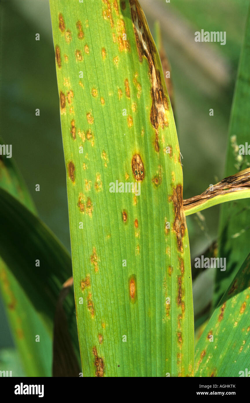 Iris Krankheit Stockfotos und bilder Kaufen Alamy