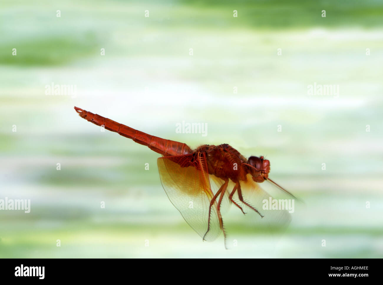 Libelle im Flug Stockfoto