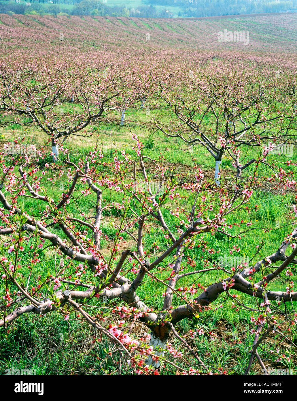 Lerew Obstgärten (Peach); 20 + Hektar Obst Obstgärten Adams County, Pennsylvania, Usa, Stockfoto
