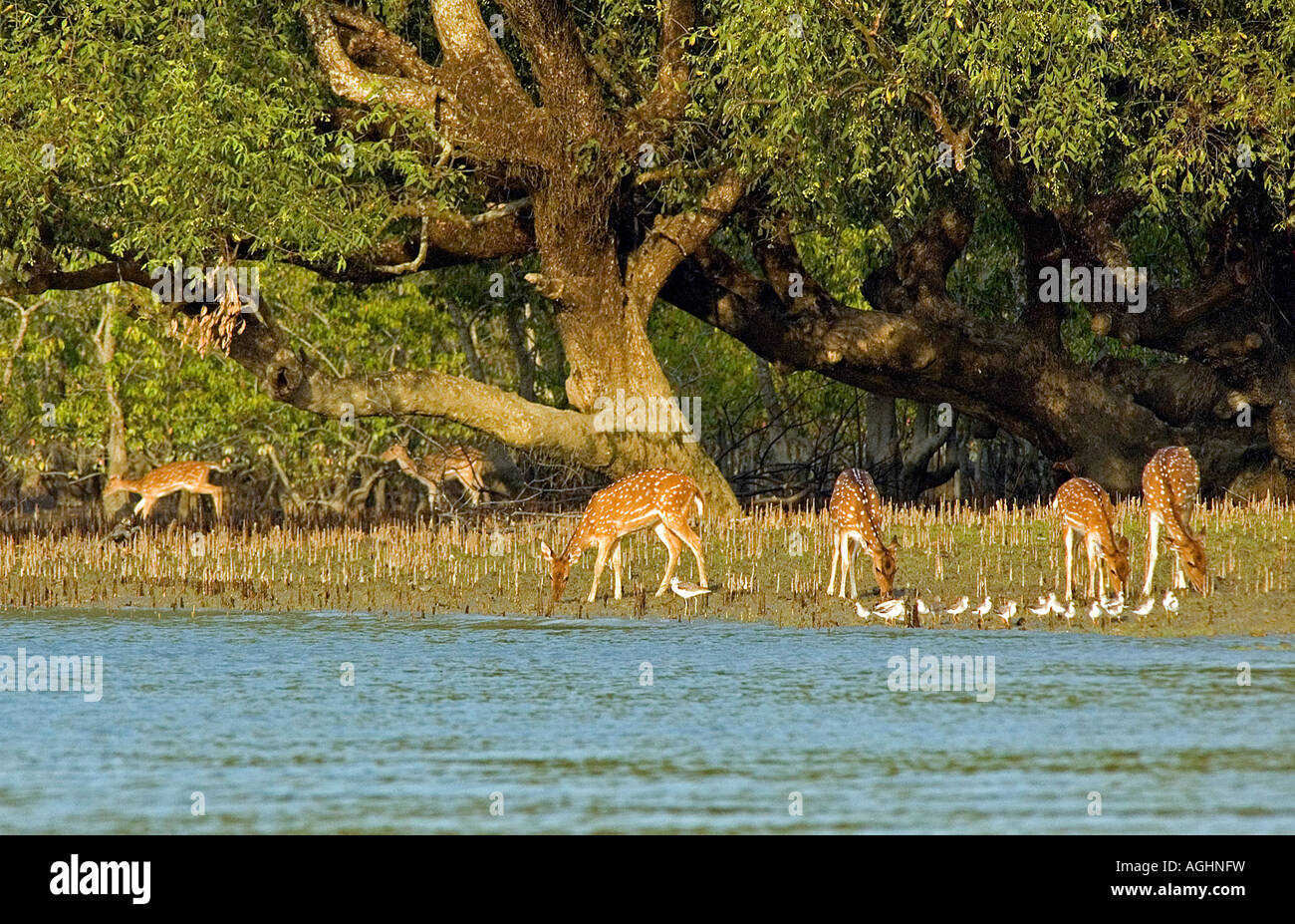Chital Rotwild im Mangrovenwald in der Nähe von Kotka, Sunderbans Bangladesch. Stockfoto