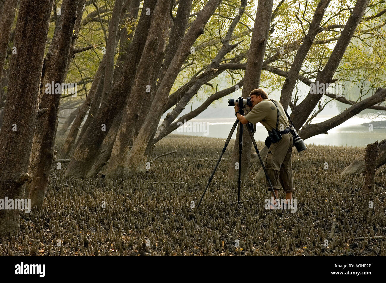 Der Naturfotograf in Sunderbans Mangrovenwald, Bangladesch Stockfoto