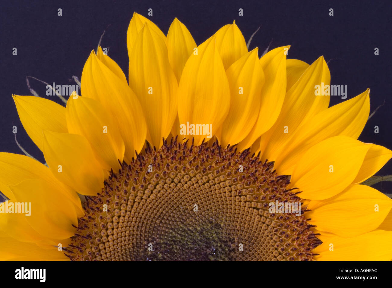 Detail der Sonnenblume 4 Stockfoto