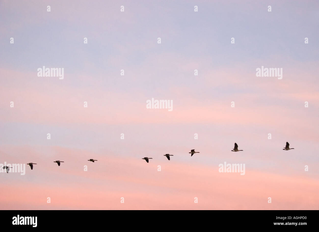 Migrierende Gänse im Herbst - Radley Oxforshire Stockfoto