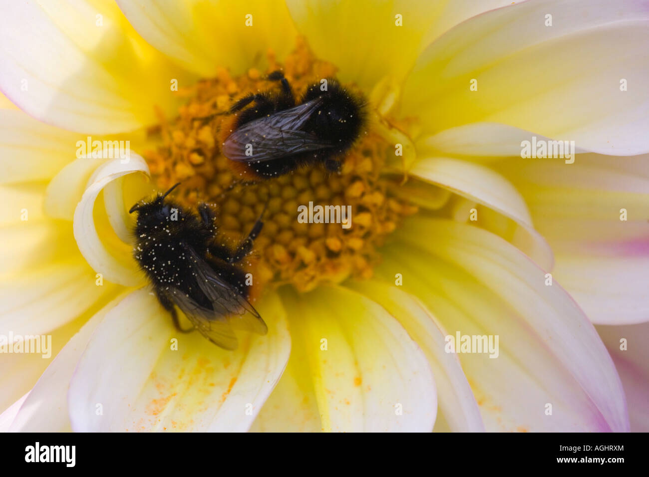Insekten Hummeln ernähren sich von Dahlia Stockfoto