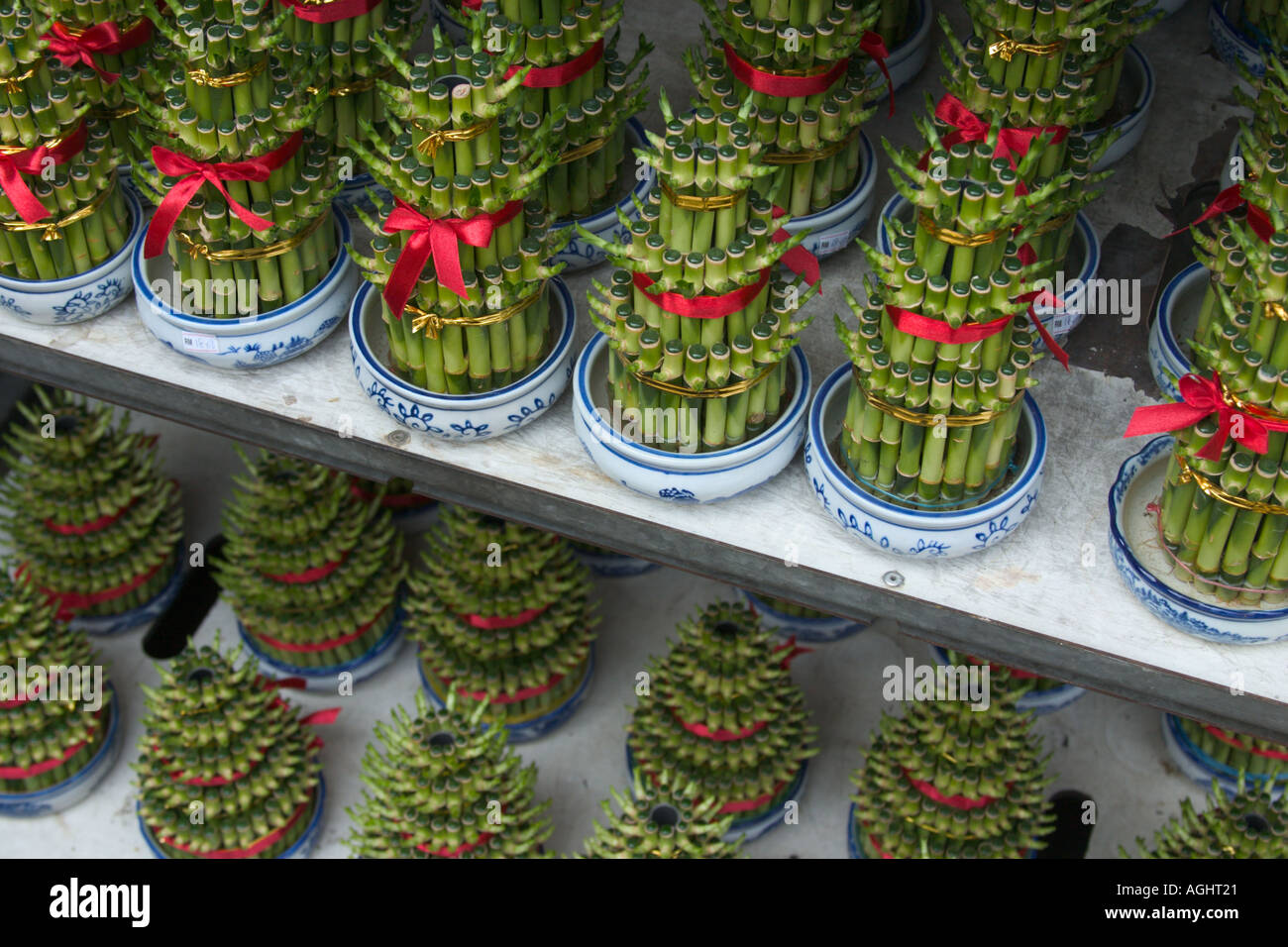 dekorative Wasserpflanzen Bambus Feng Shui ornamentalem Schmuck whrend  chinesische Neujahr auf den Verkauf in Chinatown stall Stockfotografie -  Alamy